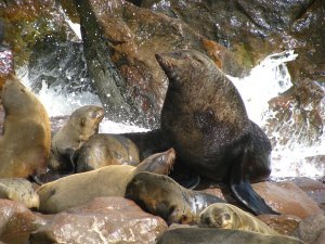 Large Male Sea Lion and His Brood