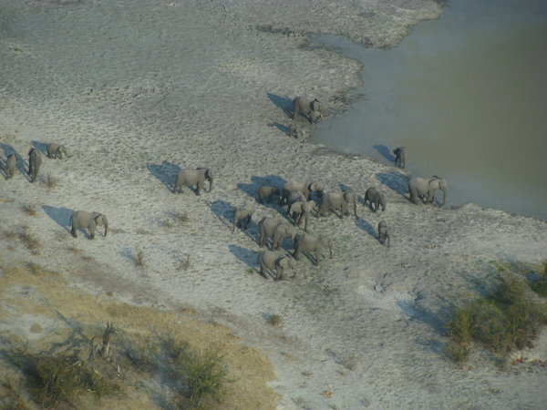 Elephant Herd in the Delta 