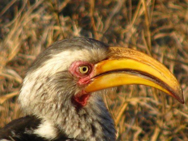 Yellow Hornbill