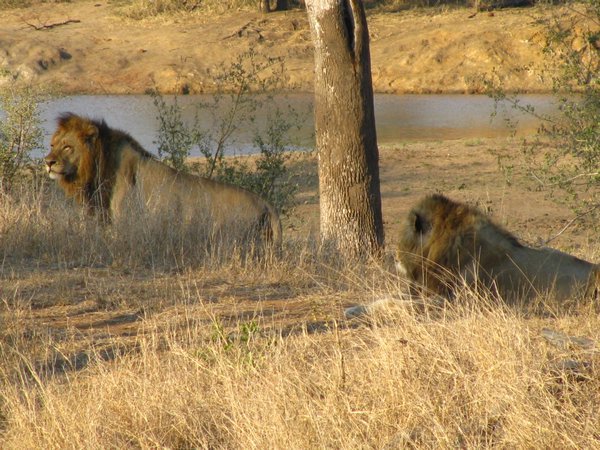 Pair of Male Lions
