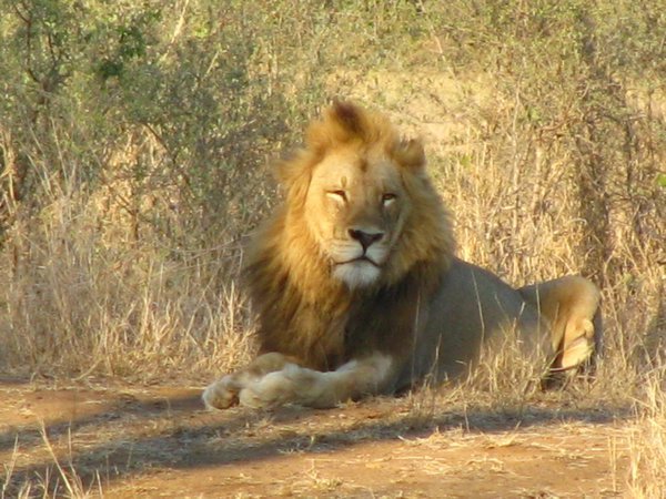 Another Day, Another Solitary Male Lion