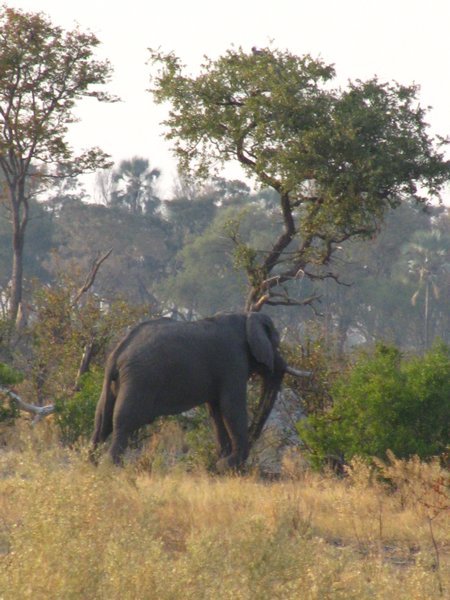 Elephant Trying to Knock Down a Tree