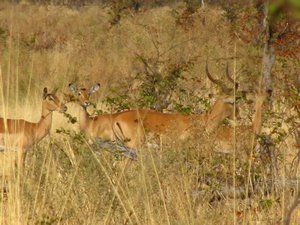 One Male Impala with his Harem