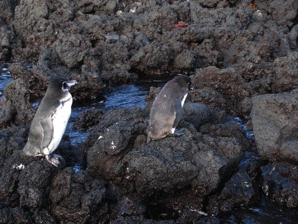 Sunbathing penguins