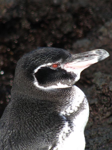 Penguin close up