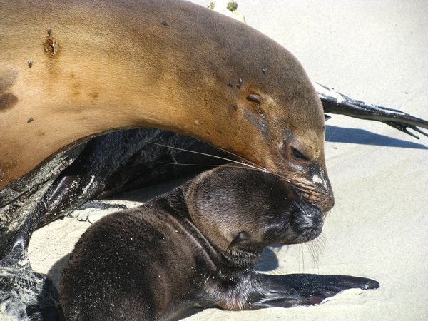 Mother sea lion with very young pup