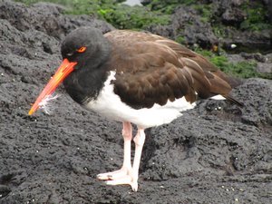 North American Oyster Catcher