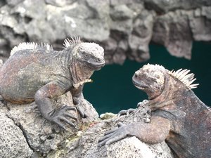 Iguana pair