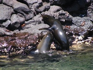 Sea lions ready to dry off in the sun