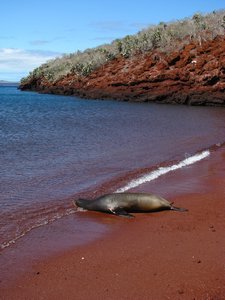 Sea lion at the shoreline
