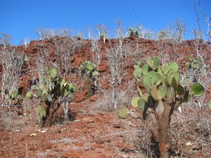 Cacti and arid landscape