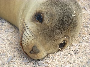 Sea lion close up