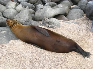 Sea lion using a makeshift pillow