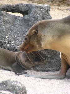 Mother and young sea lion pup