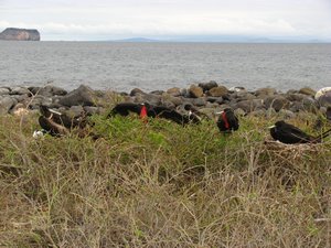 Frigate bird nesting area