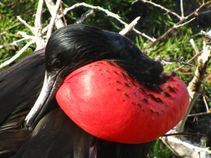 Frigate bird  close up
