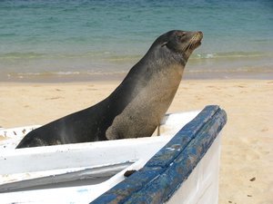 Sea lion on beached dinghy