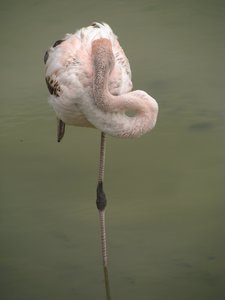 Resting flamingo