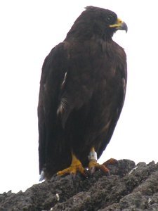 Galápagos hawk