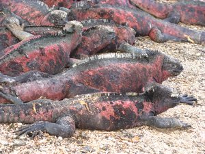 Pile 'o marine iguanas