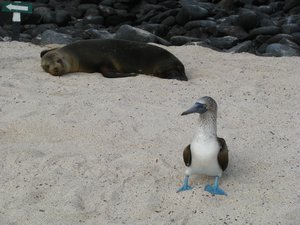 Lost booby and disinterested sea lion