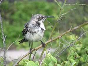 Galápagos mocking bird