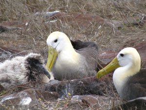 Albatross nest