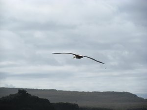 Soaring albatross, Isla Española