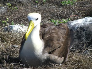 Another albatross nest