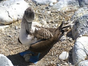 Booby incubating eggs