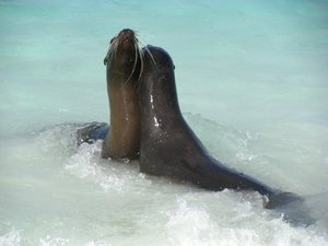 Frolicking sea lions