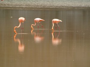 Row of flamingos