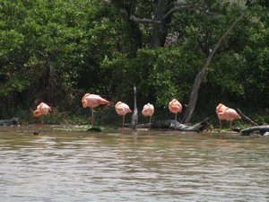 Resting flamingos
