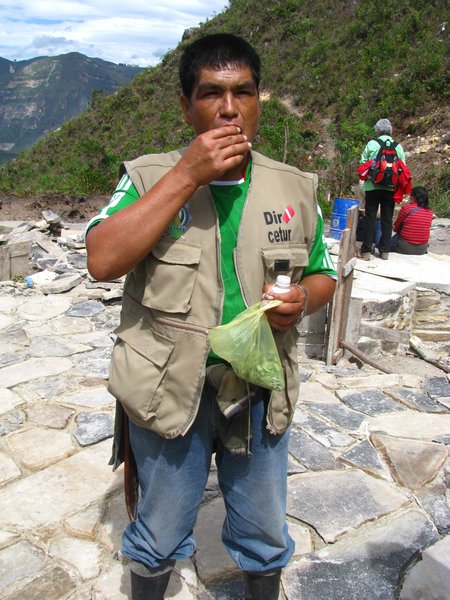 Chewing coca leaves