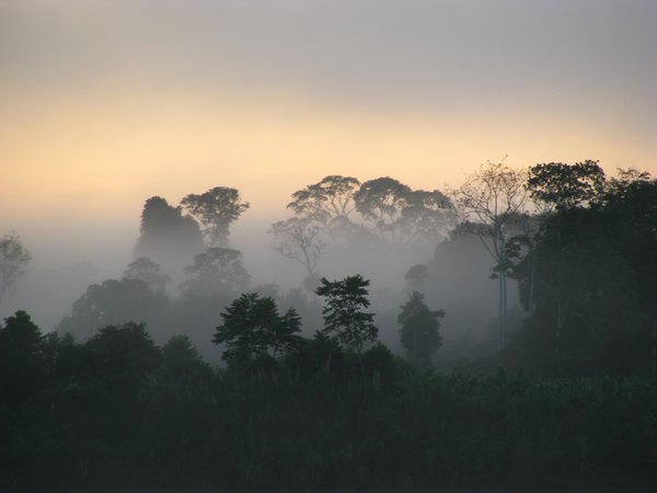 More mist and jungle