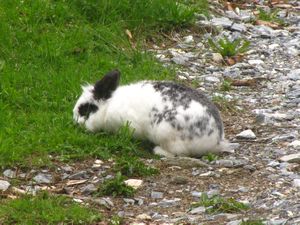 Monstrous Alpine Hare on the Ascent