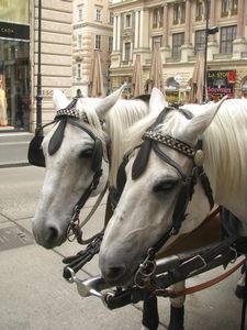 Austrian Lipizzaner Horses