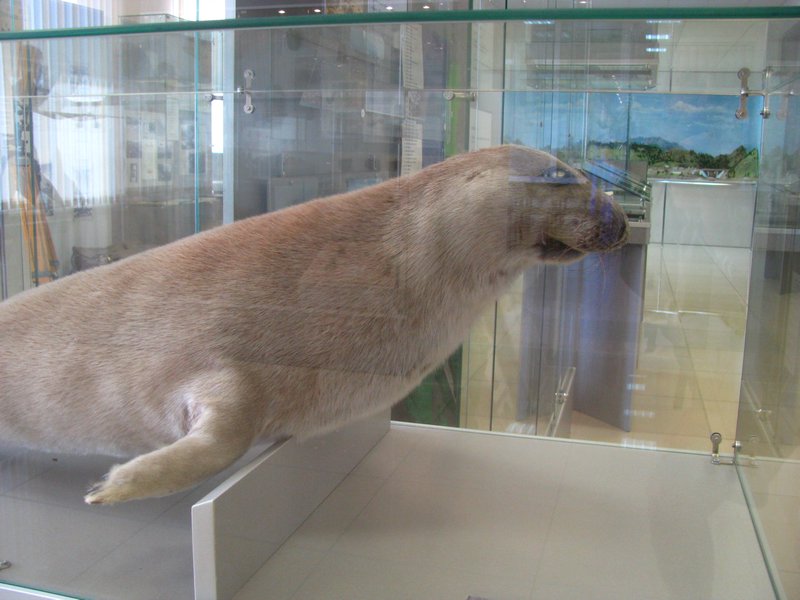 Stuffed Nerpa Seal