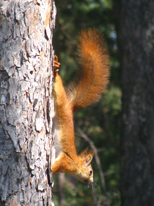 Red Squirrel Near Takmak
