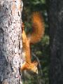 Red Squirrel Near Takmak