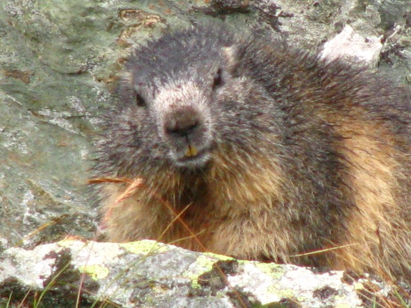 Marmot Near Stüdl Hütte