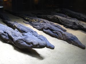 Crocodile Museum at Kom Ombu