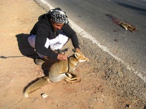 Desert Fox Roadkill