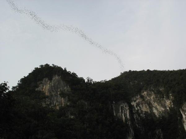 Bats streaming out of Deer Cave