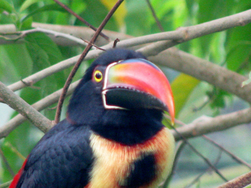 Staring Contest with the Aracari