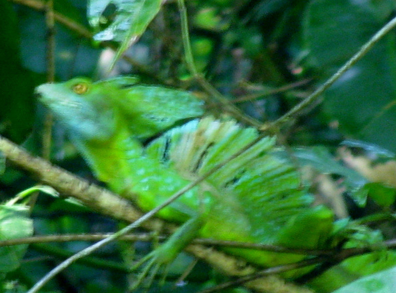 Extremely Out of Focus Emerald Basilisk, a.k.a., Jesus Christ Lizard