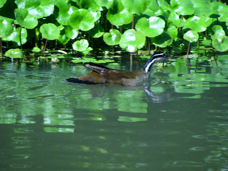 Grebe, Possibly Migrated from U.S.