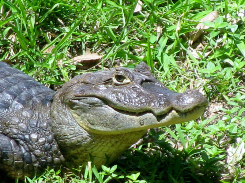 Caiman/Crocodile