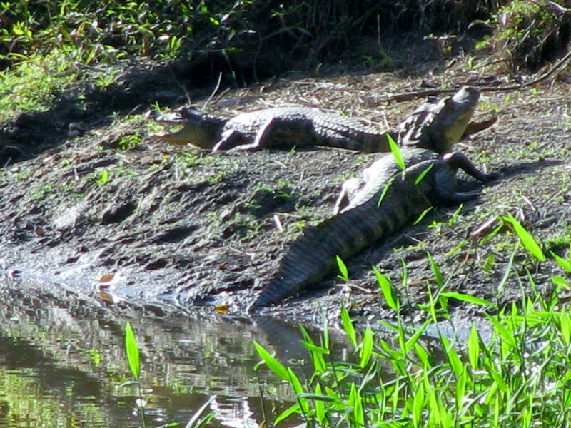 Two Caiman/Crocs Bonding While Sunbathing and Digesting
