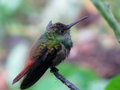 Hummingbird or "Colibri" Like the Lighter Brand